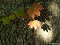 38900CrLe - Pictures of our Maple while BBQing steaks   Each New Day A Miracle  [  Understanding the Bible   |   Poetry   |   Story  ]- by Pete Rhebergen